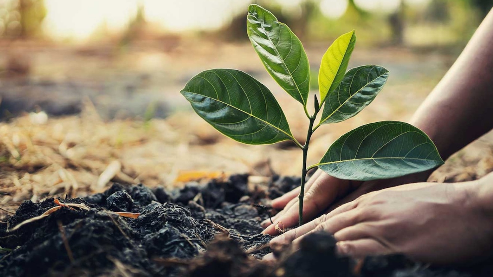 Green Initiative: Funding New Forest Growth